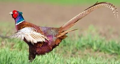 Pheasant hunting season opens