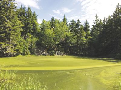 rays pond