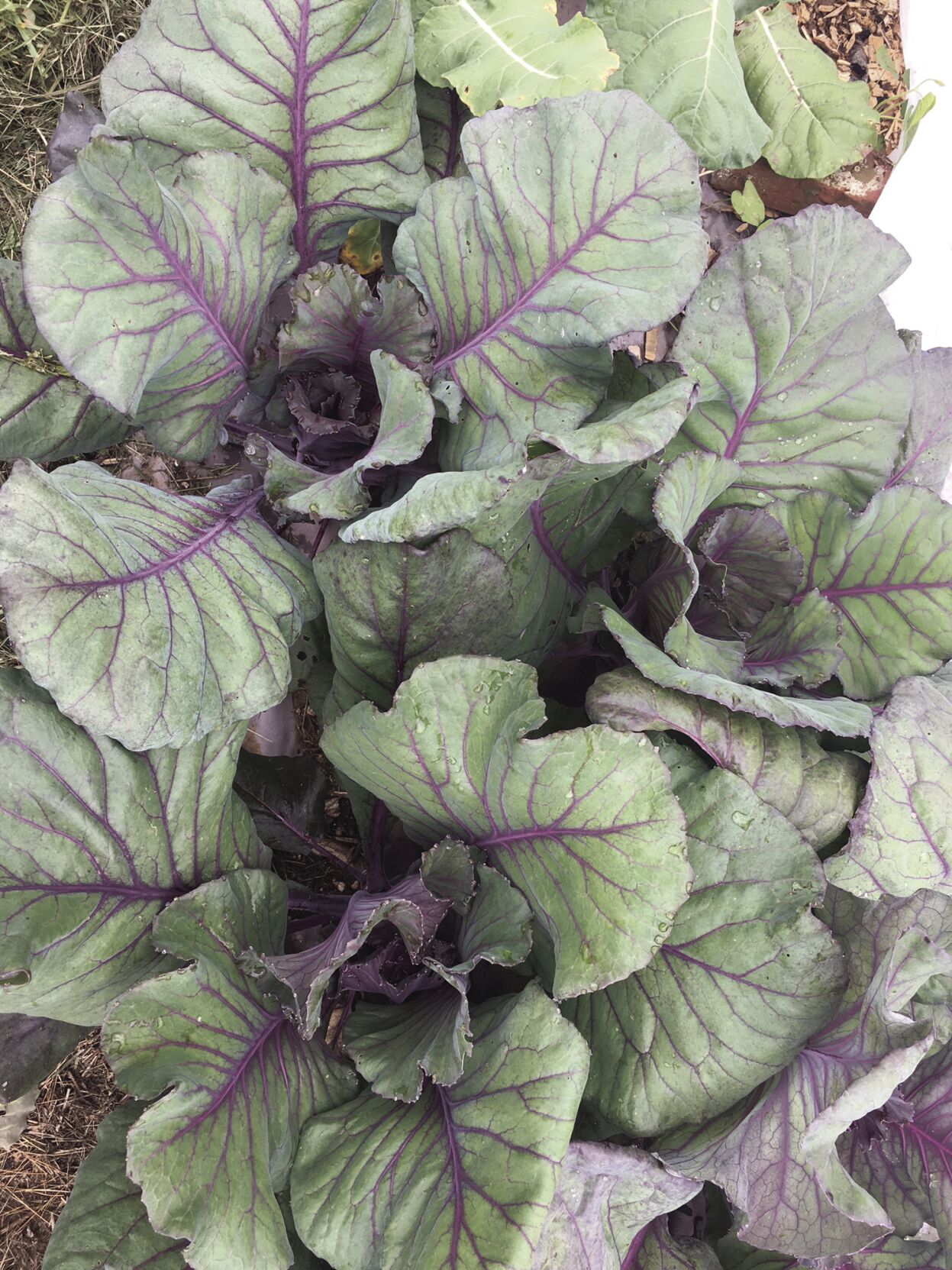 TWW brassicas.jpg