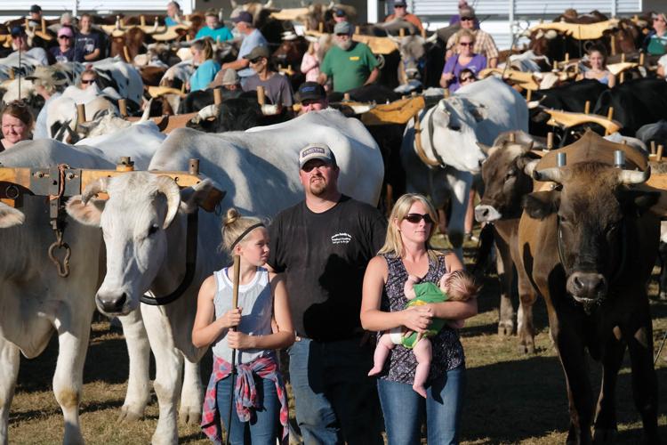 10-5-17 Record Yoked Ox pairs at fair 1.jpg