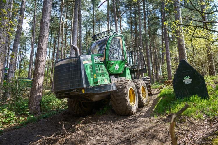 Council blunder as protected trees hacked down in historic Sherwood Forest