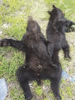 State: No requirement to move wild roadkill