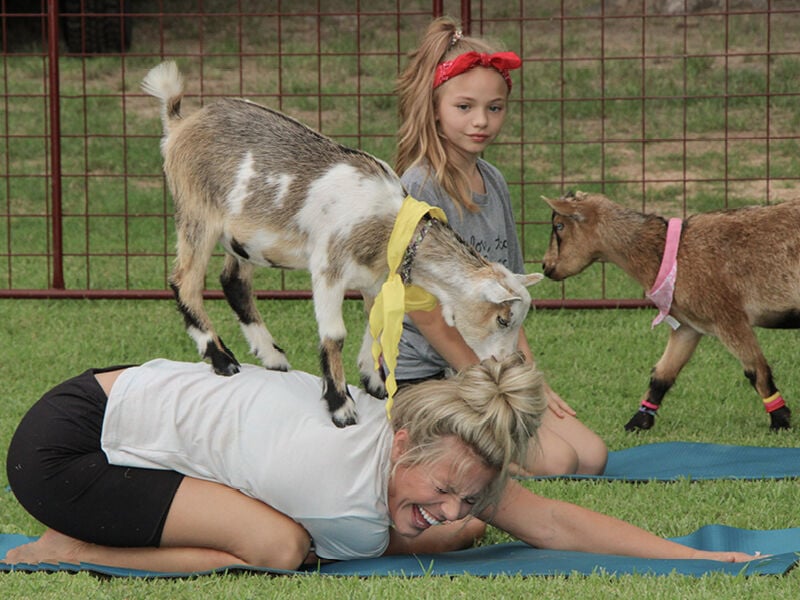 Rocky Mountain Goat Yoga,... - Rocky Mountain Goat Yoga, LLC
