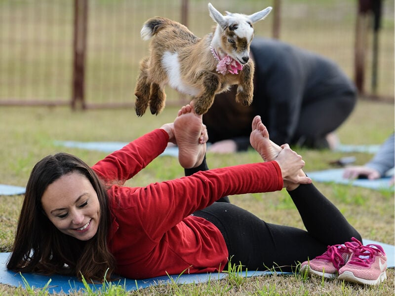 Yoga Goats Ramble at the Gamble House - Local News Pasadena