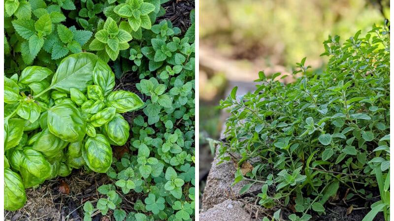 Garden Herbs Enhance Most Cuisines | Article Archives