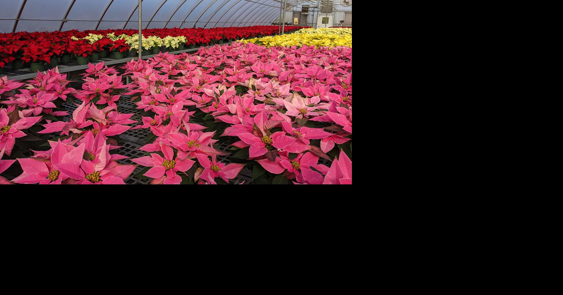 Poinsettia sale at Arkansas Tech Dec. 4 News