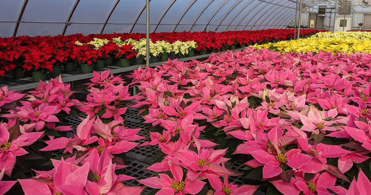 Poinsettia sale at Arkansas Tech Dec. 4 News