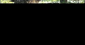 Hunting season in Arkansas - Vimarsana News