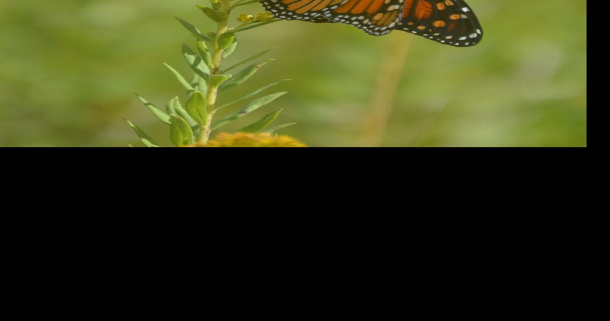 Monarch migration season begins News