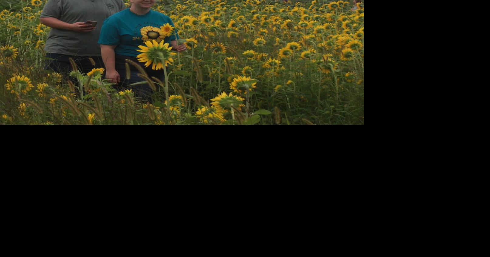 Farm holds inaugural Sunflower Fest | News | cpioneer.com