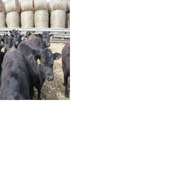 Study on crossbred beef, dairy calves show significant results