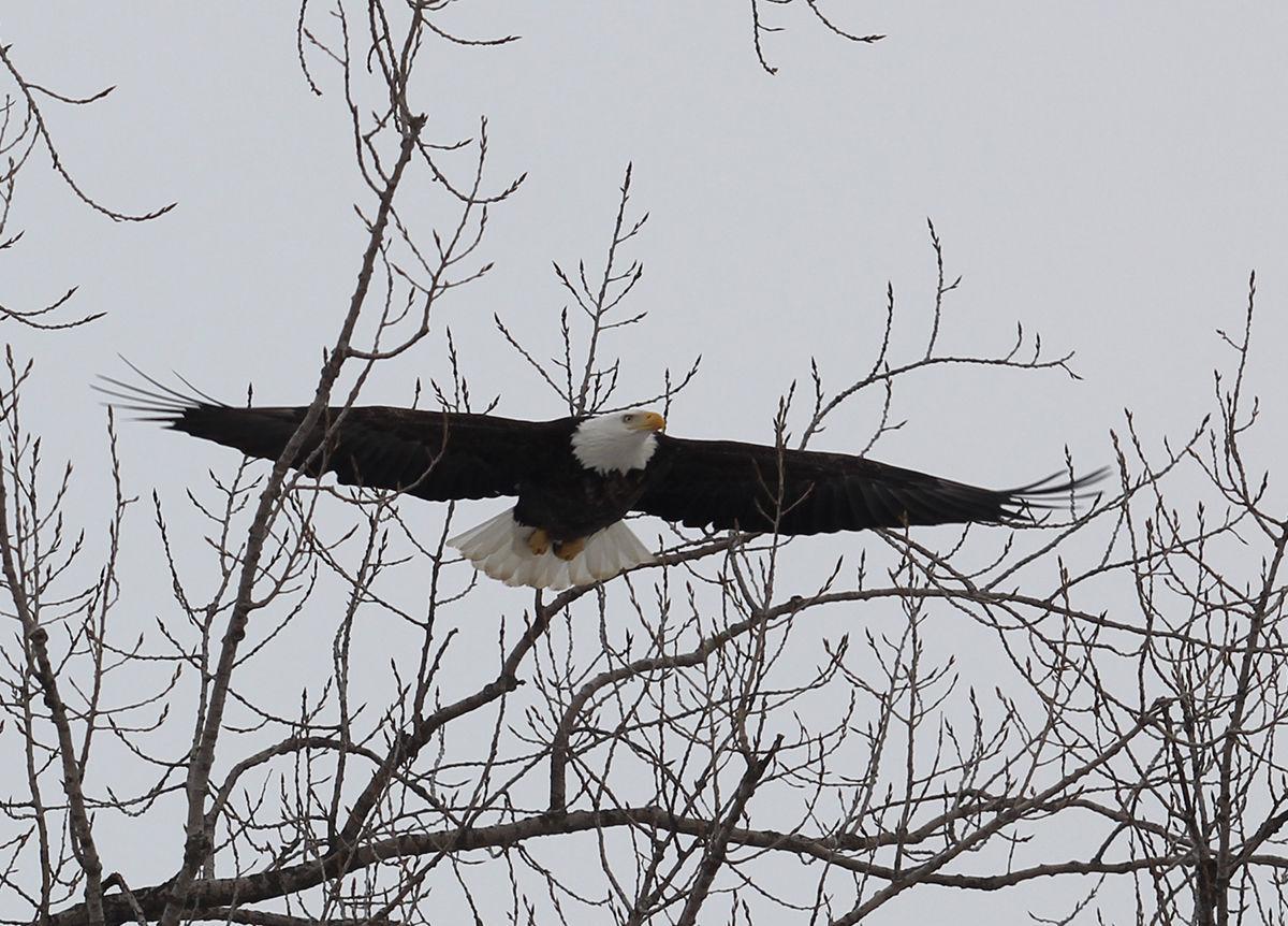 Fly Like An Eagle News Cpioneer Com