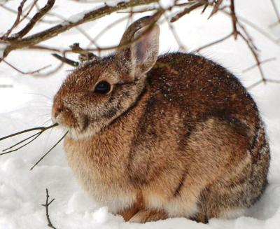 Think You Re Cold Imagine The Bunnies Opinion Cpioneer Com
