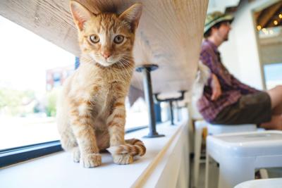 New Cat Cafe Fulfills Manager S Mission Arts And Culture Creightonian Com