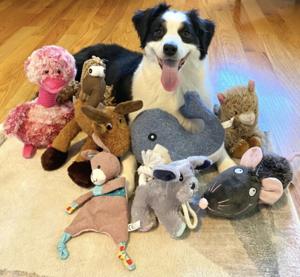 Some dogs can expand their vocabulary by eavesdropping on their owners