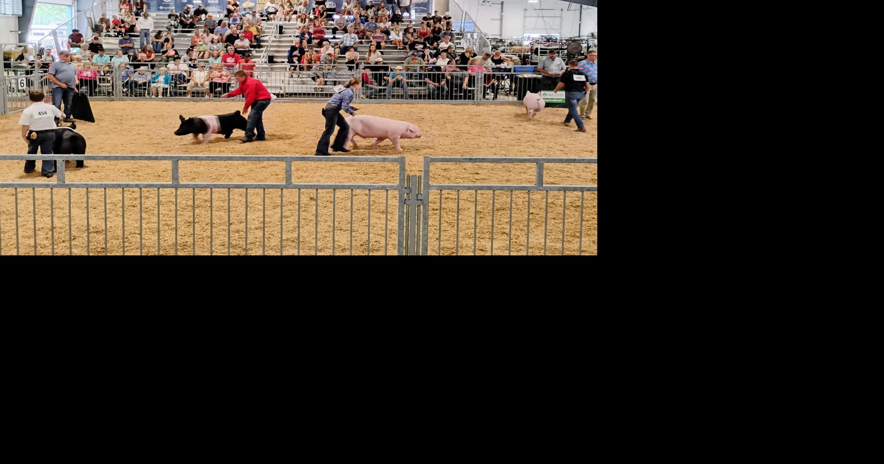 Junior Fair swine show