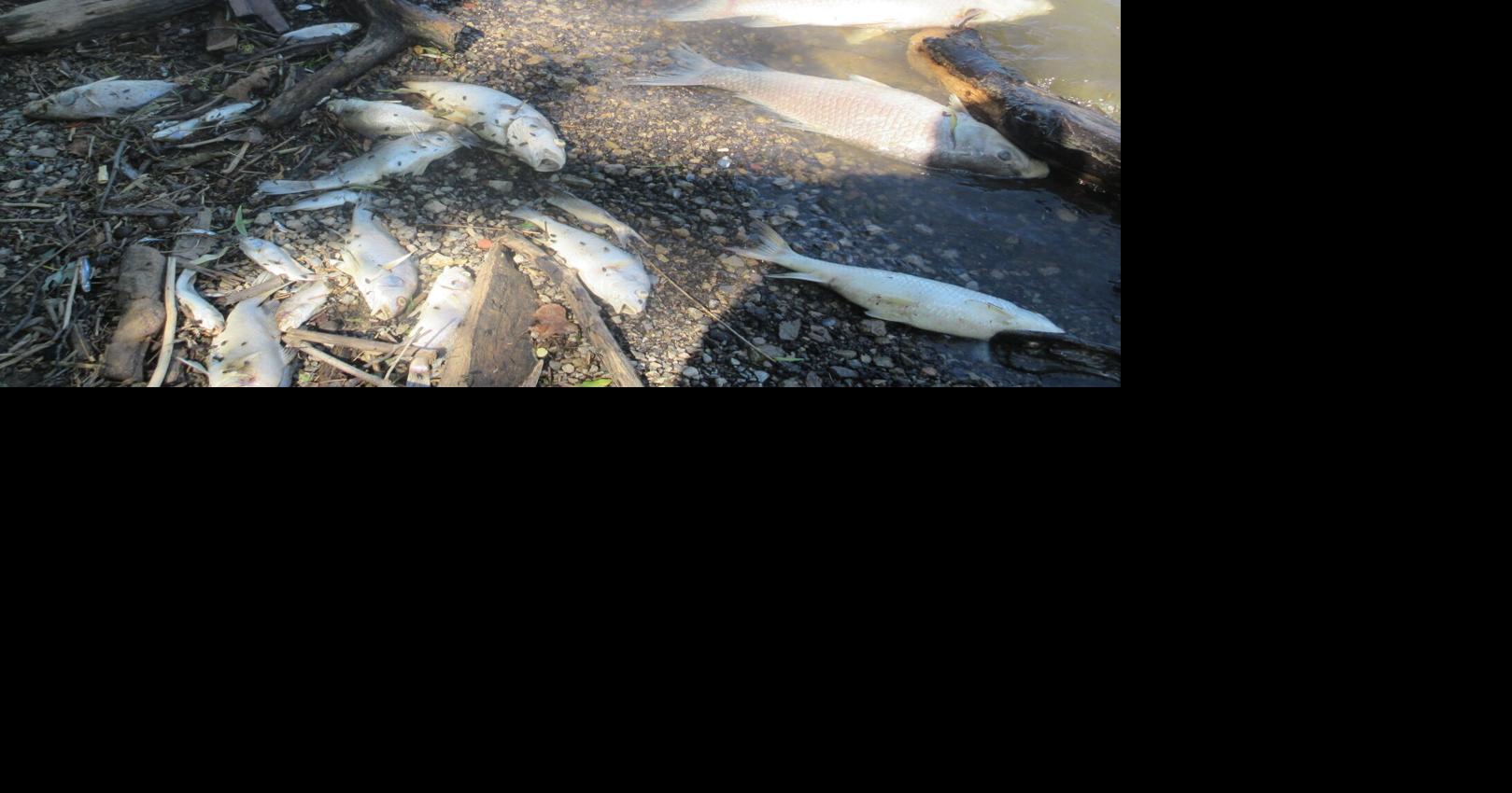 Chemical spill reaches the Maumee near Napoleon, many fish killed