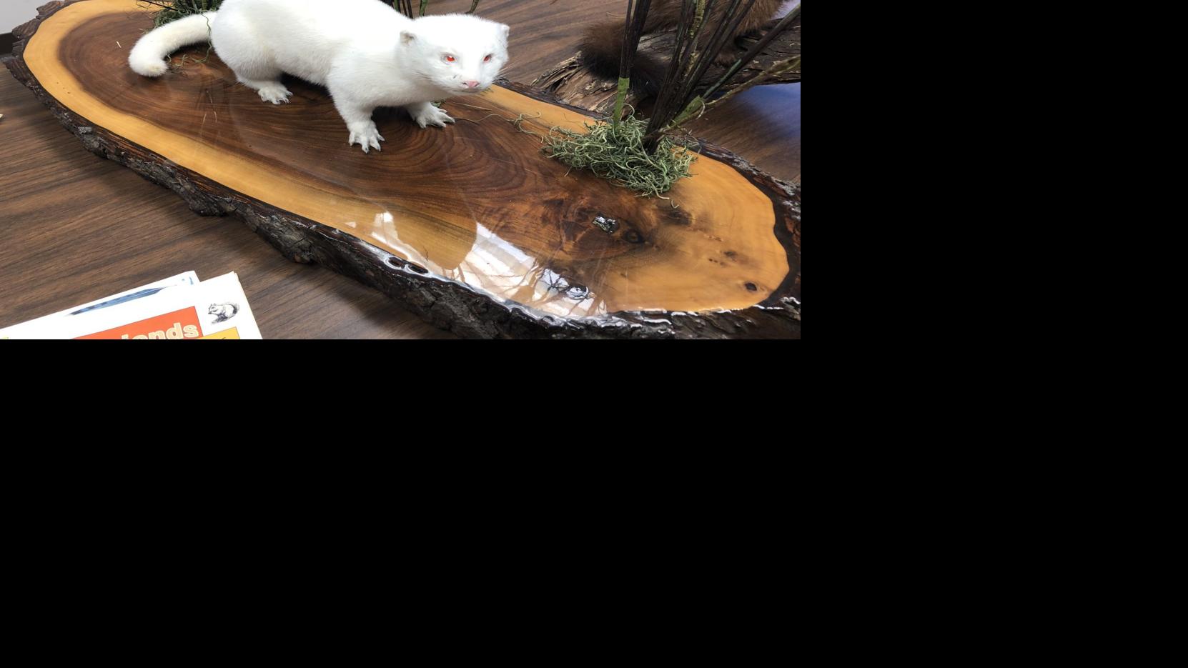 Fetter Adds Albino Mink To Collection Outdoors Crescent News Com