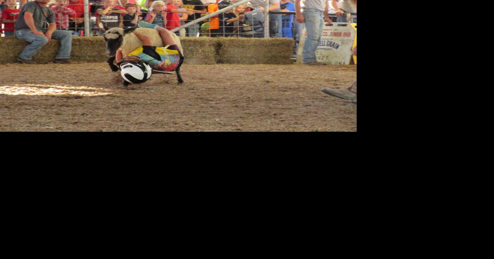 Mutton Bustin' at the Defiance County Fair | Local News | crescent-news.com