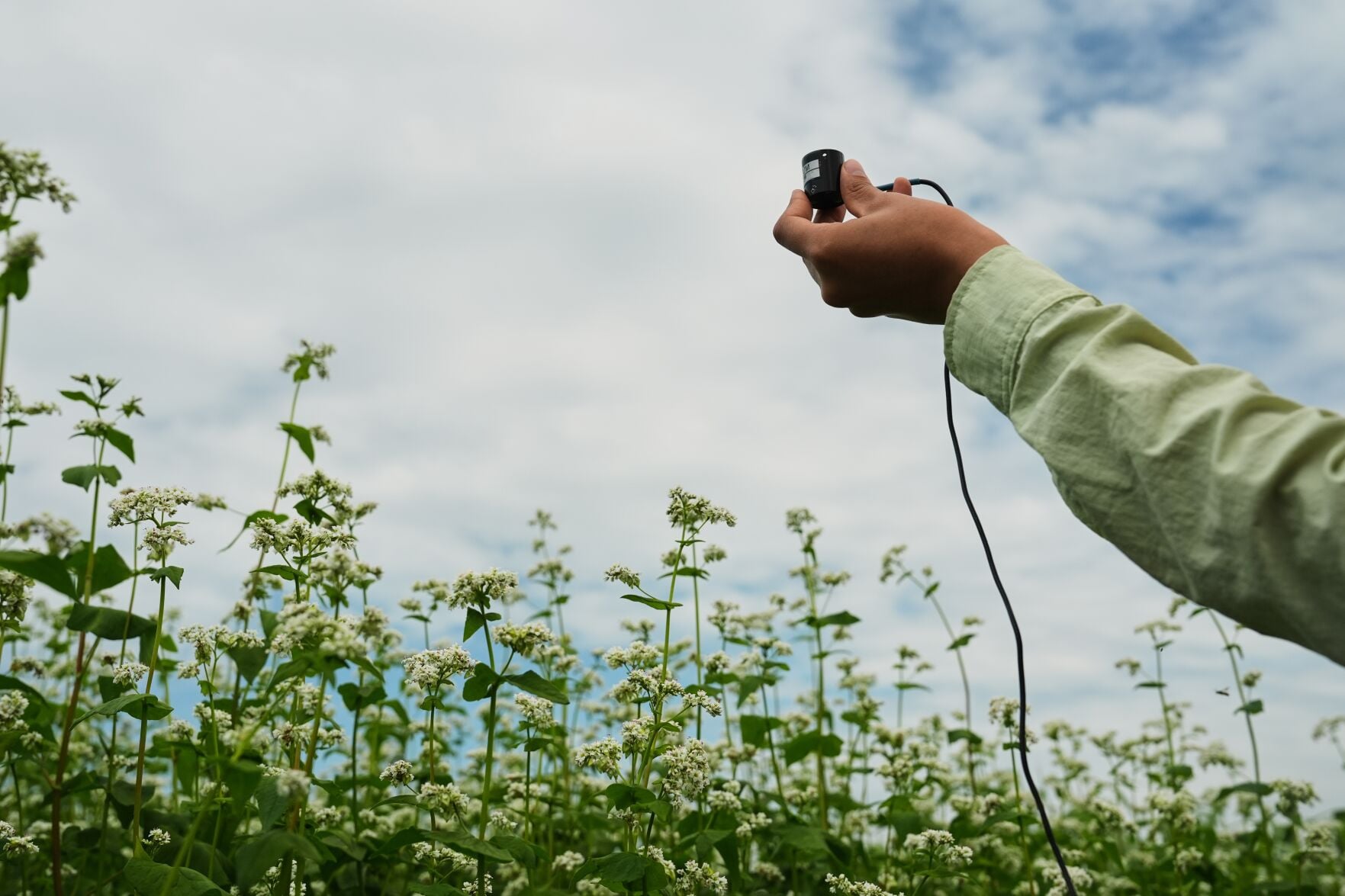 Climate Buckwheat New Markets | Local Farm | crescent-news.com