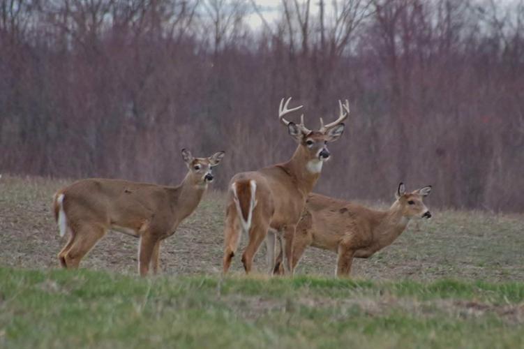 Large harvest taken in Ohio's deer season 2021 Local News crescent