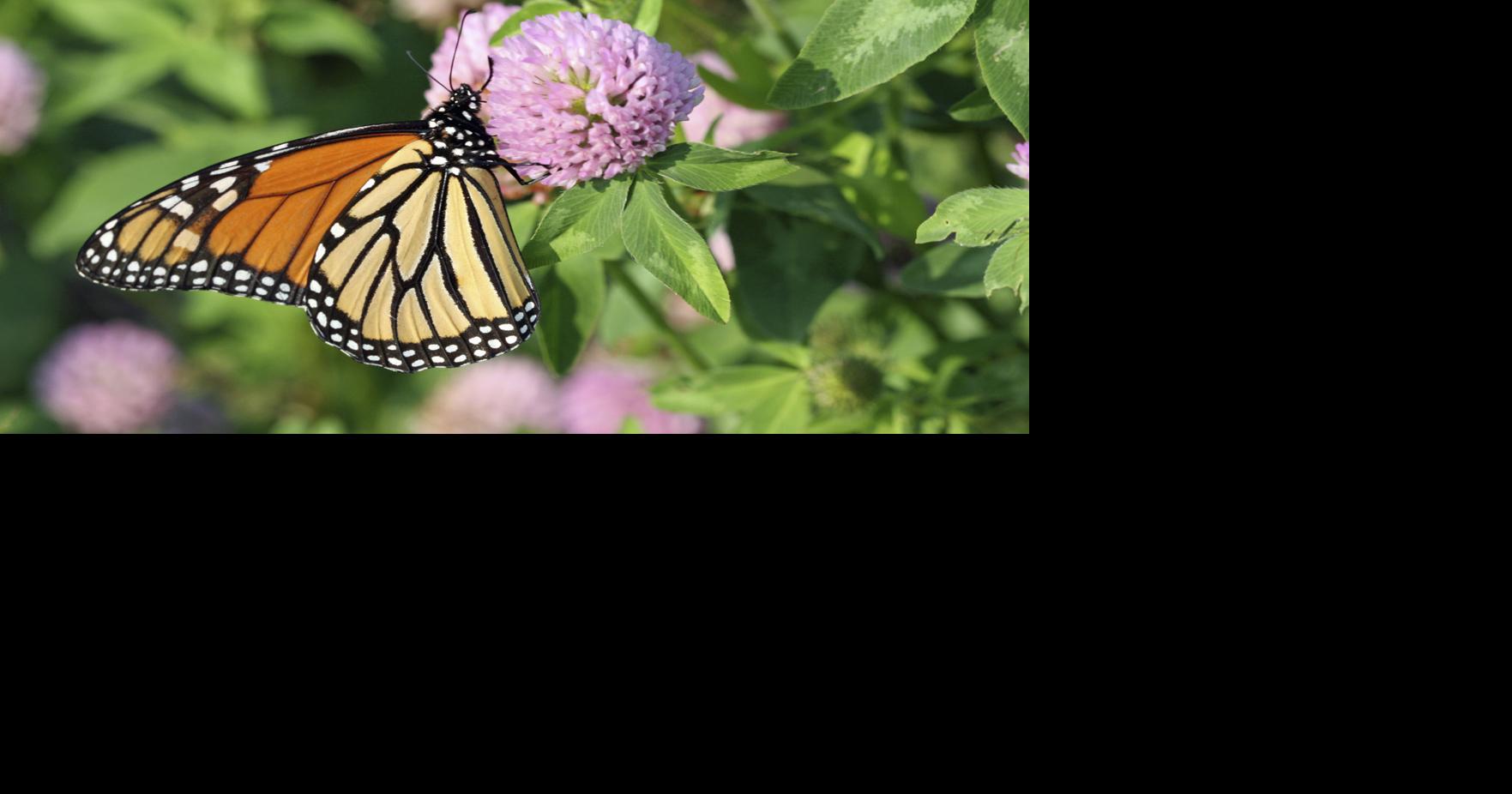 Attracting pollinators to your garden | Local Farm | crescent-news.com