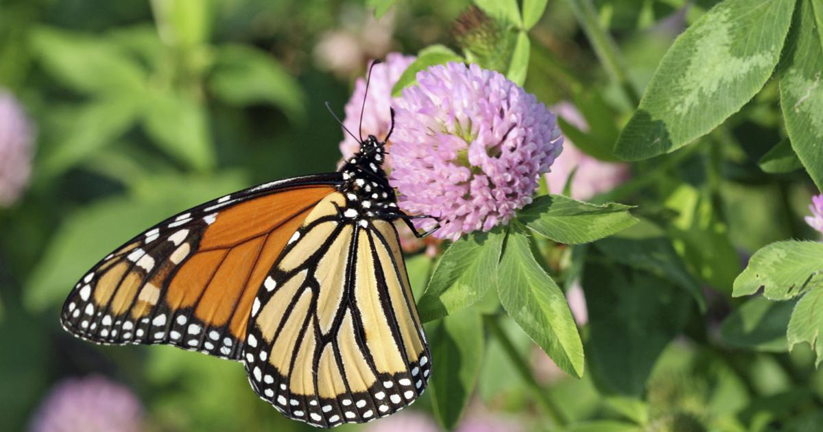 Pollinators Vip Attracting pollinators to your garden | Local Farm | crescent-news.com