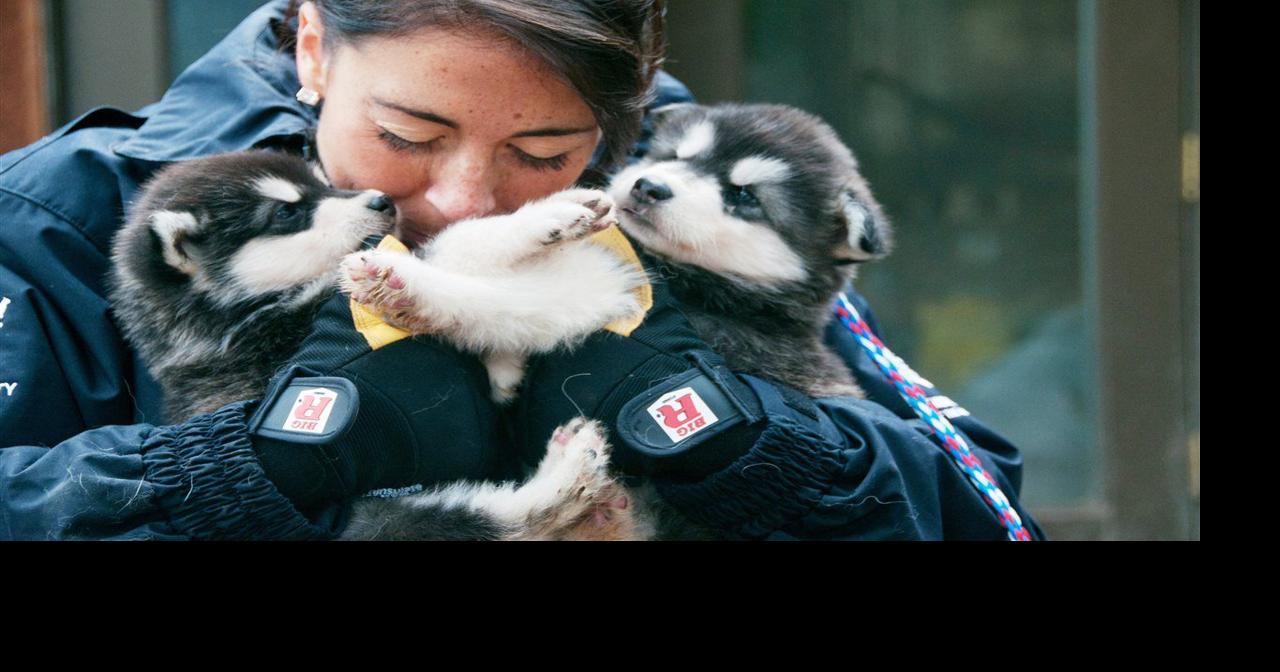 The pet effect: Facts about the incredible human-animal bond | AP ...