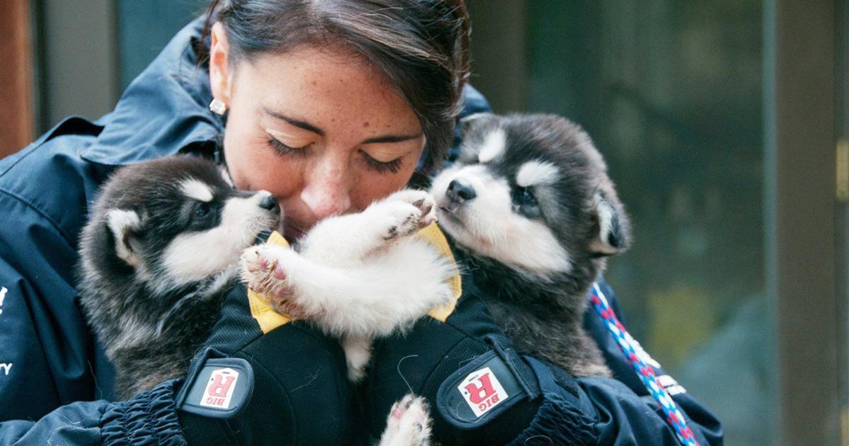 Humans Dogs Effect The pet effect: Facts about the incredible human-animal bond | AP ...