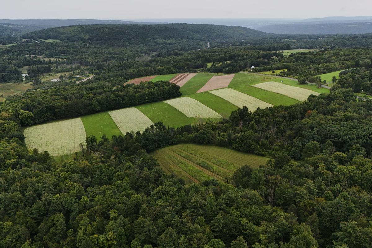 Climate Buckwheat New Markets | Local Farm | crescent-news.com