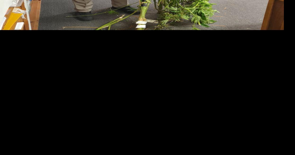Local man arrested following Oakwood marijuana bust Local News