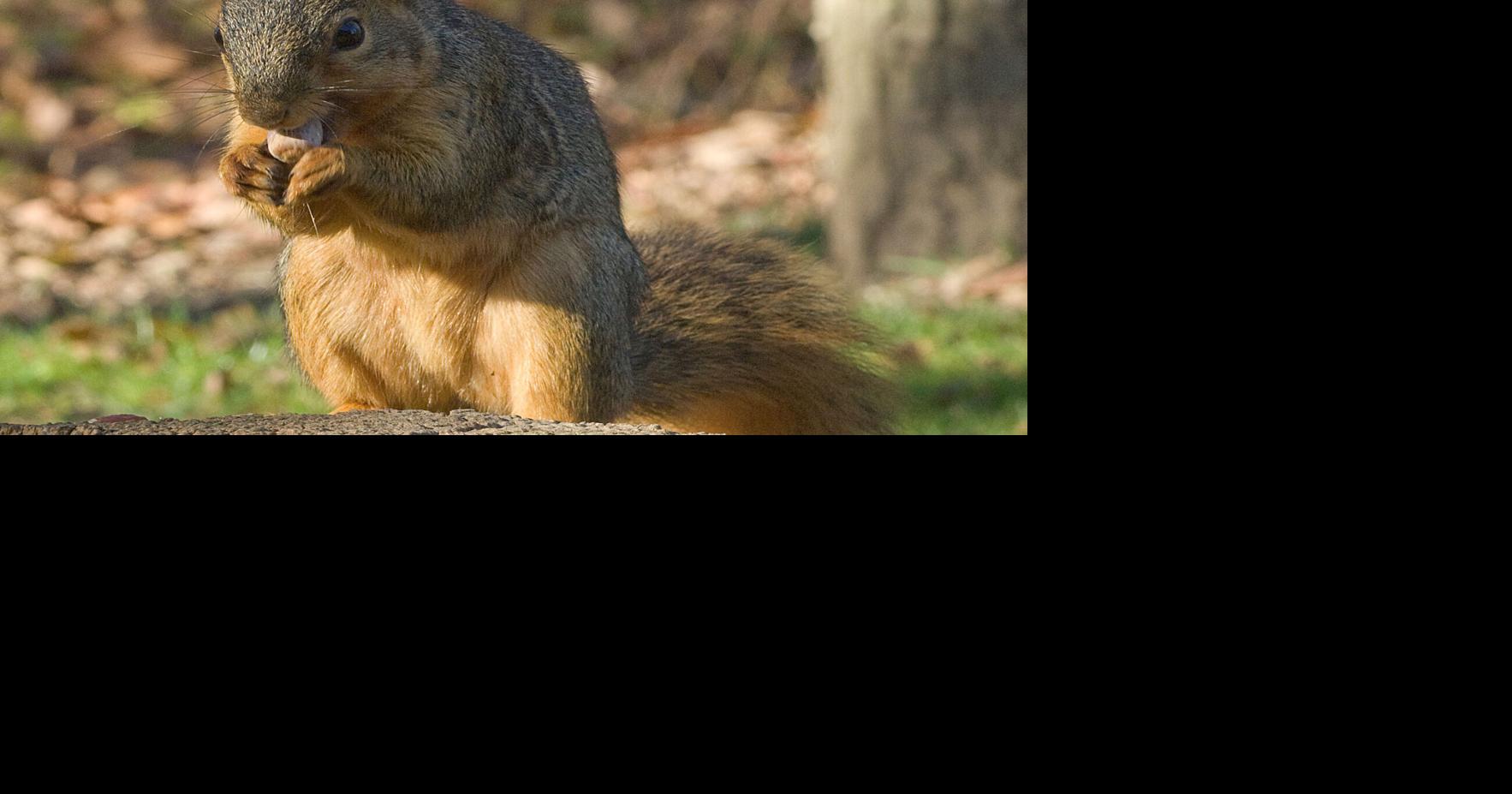Acorn crop influences behavior of Ohio wildlife | Local News | crescent ...