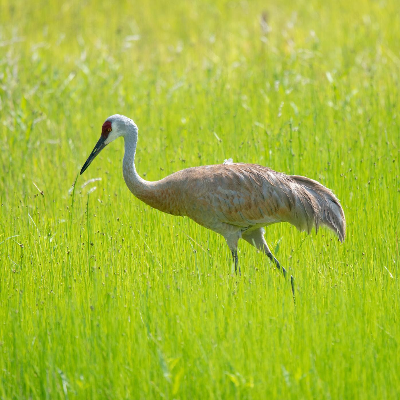 ODNR delivers sandhill crane survey results | Local Education ...