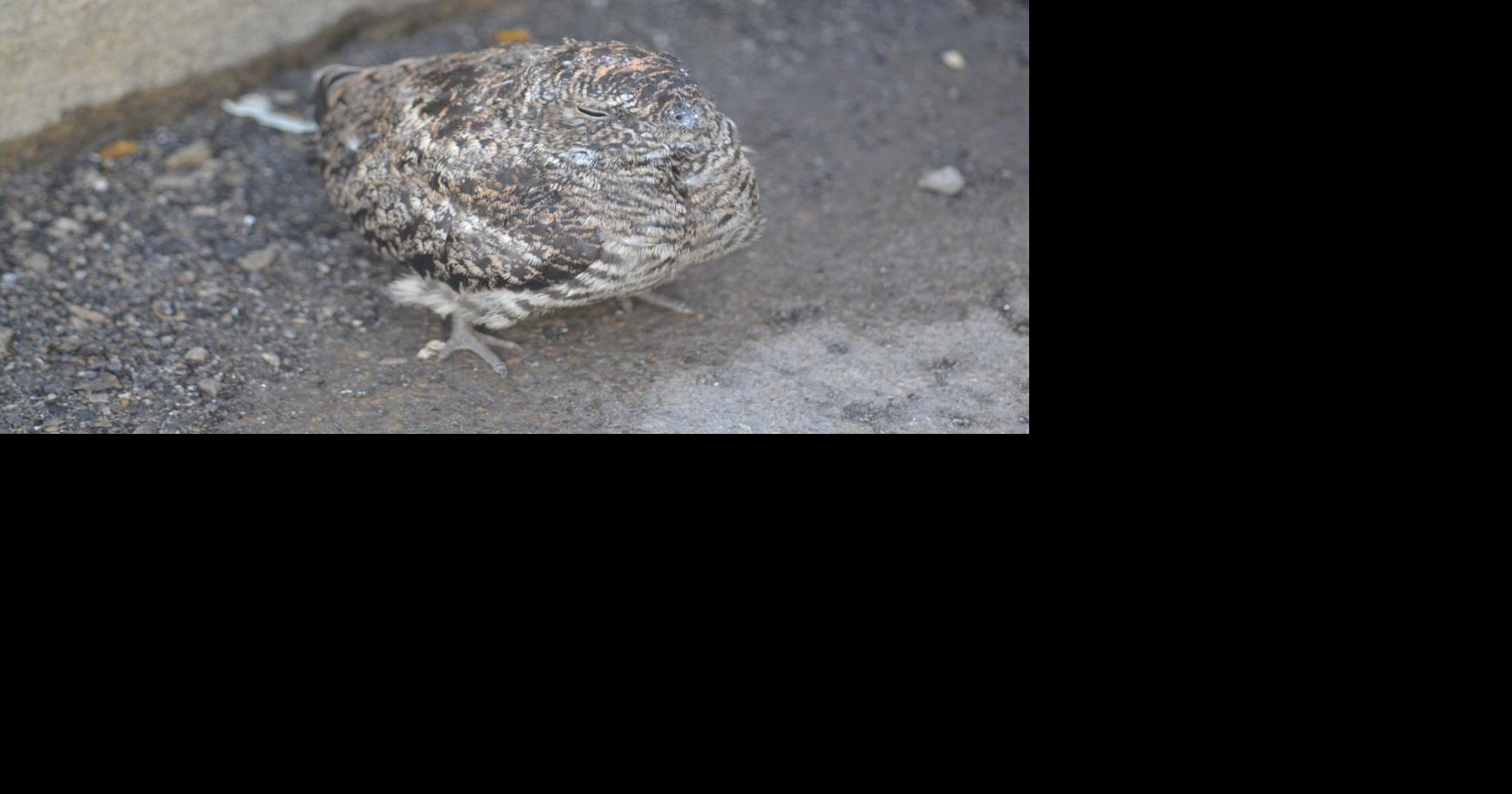Outdoor: Common nighthawk doing well in area | Outdoors | crescent-news.com