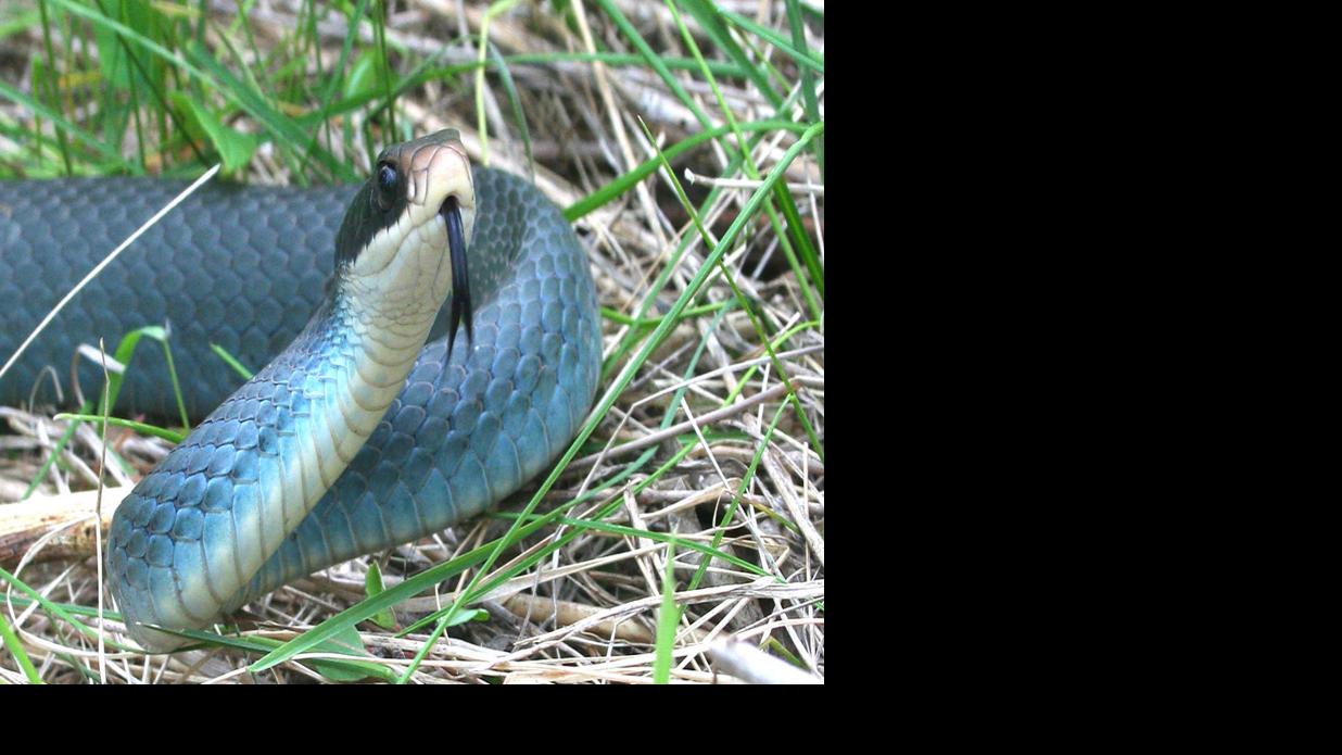 Blue Racers Are Found In This Part Of Ohio Local Farm Crescent News Com