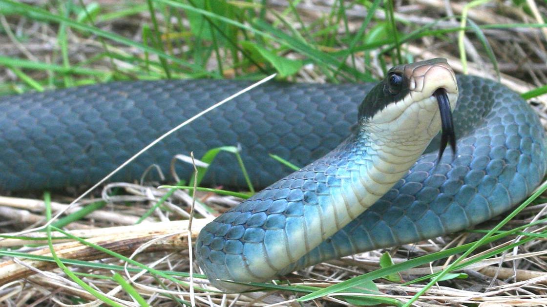Blue Racers Are Found In This Part Of Ohio Local Farm Crescent News Com Blue Racers Are Found In This Part Of Ohio Local Farm Crescent News Com