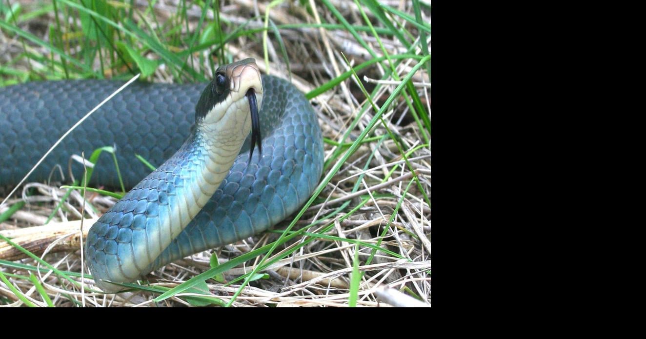Ohio Birds and Biodiversity: A blue green snake