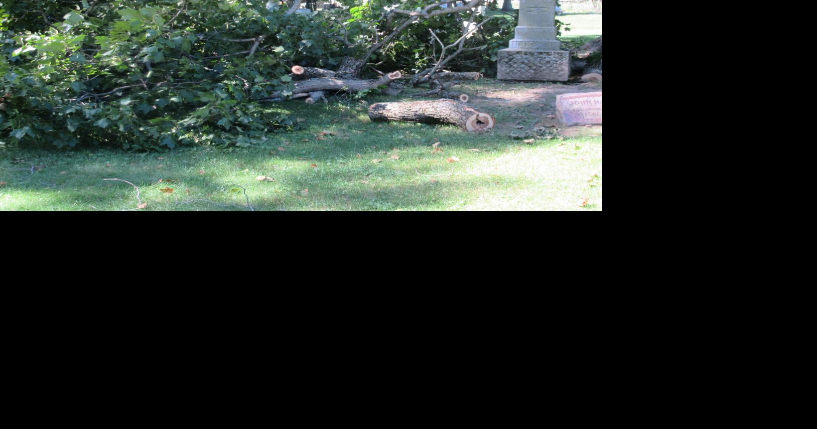 Riverside tree damage