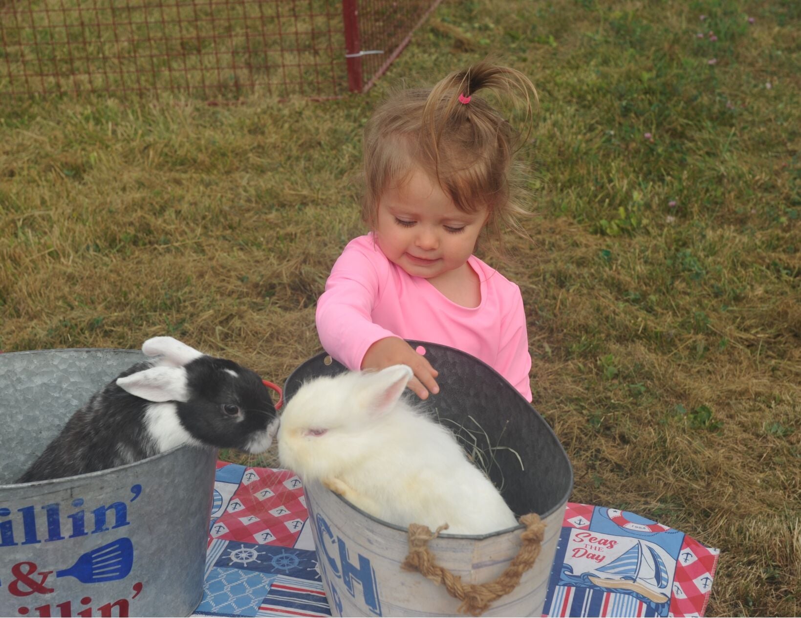 Petting bunnies | Local Farm | crescent-news.com