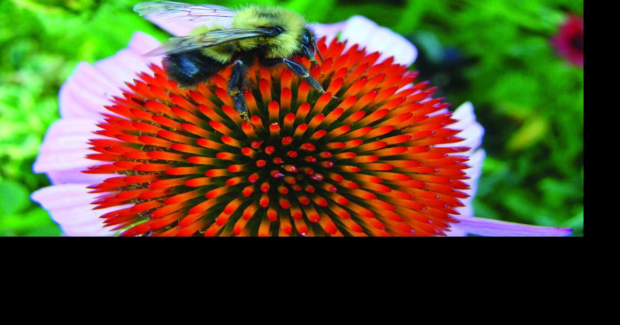 What’s the buzz about pollinators? | Local Farm | crescent-news.com