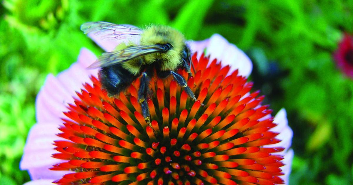 Pollinators Vip What’s the buzz about pollinators? | Local Farm | crescent-news.com