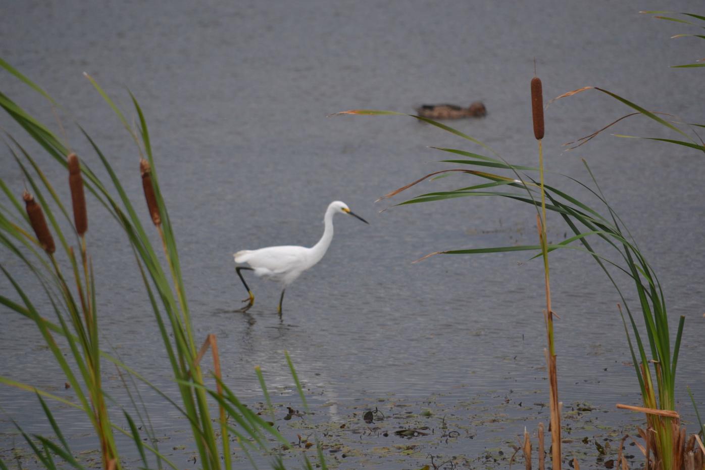 Outdoors: Snowy Egret | Local Sports | crescent-news.com