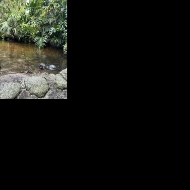 The Turtle Lady of Florida Tech