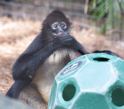 A Day in the Life of our Spider Monkeys - Brevard Zoo