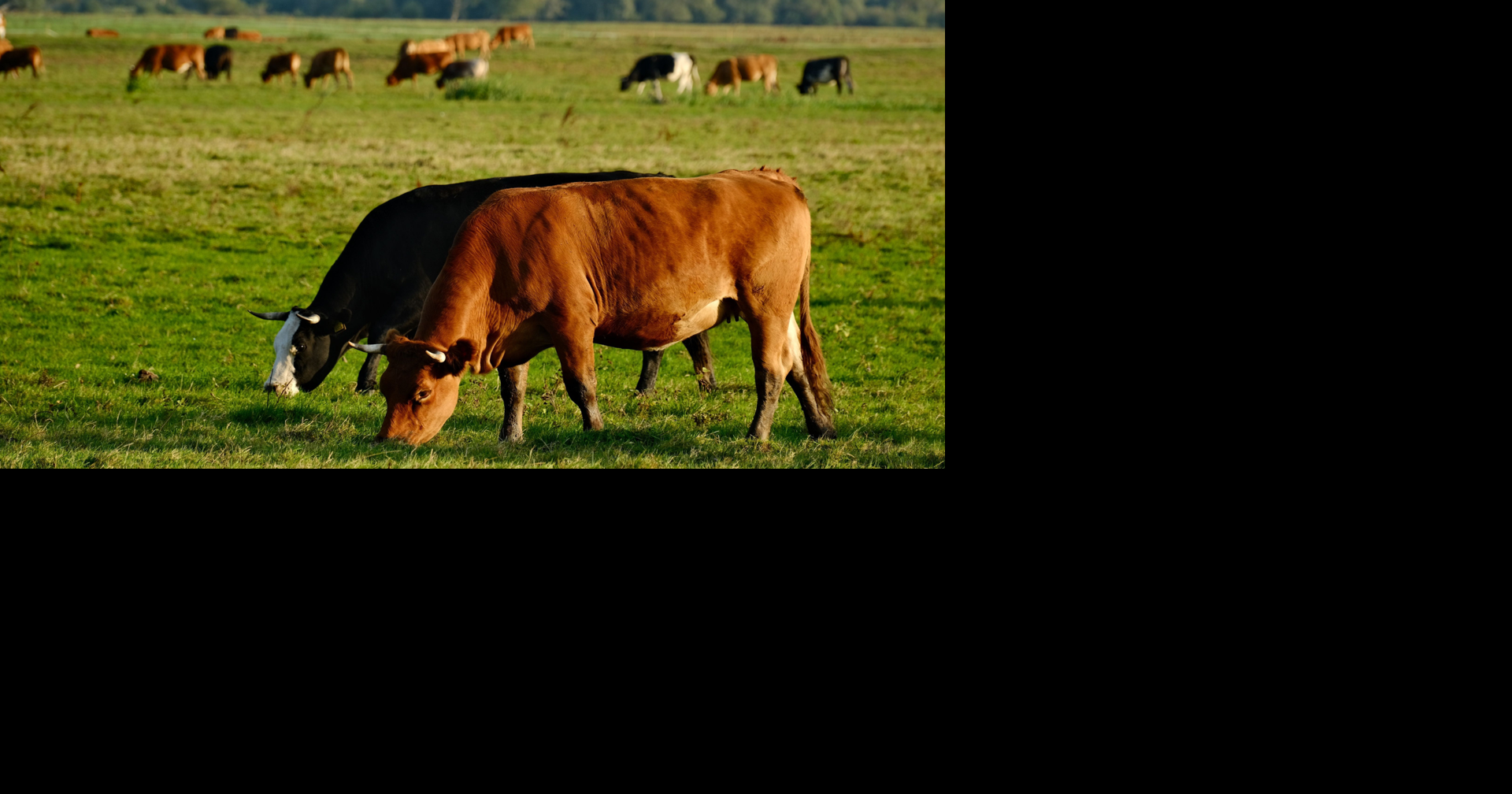 Livestock groups to host screwworm awareness seminars in Hallettsville and Matagorda County