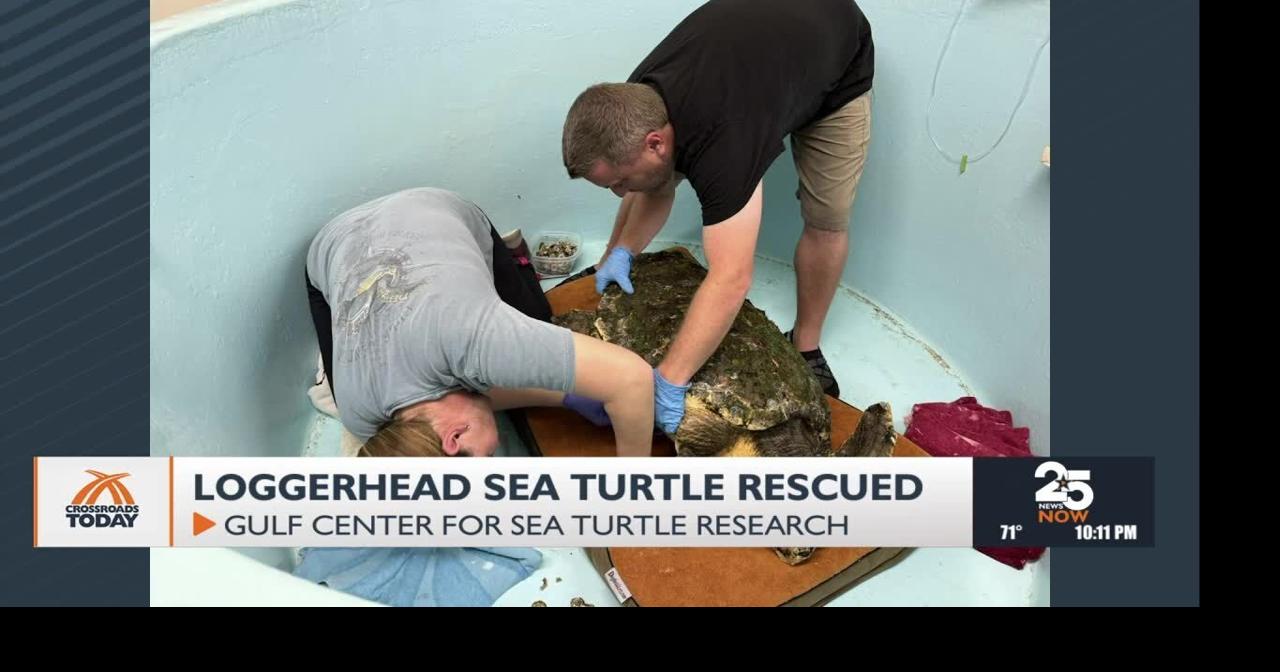 Loggerhead sea turtle recovers after rescue | National News ...