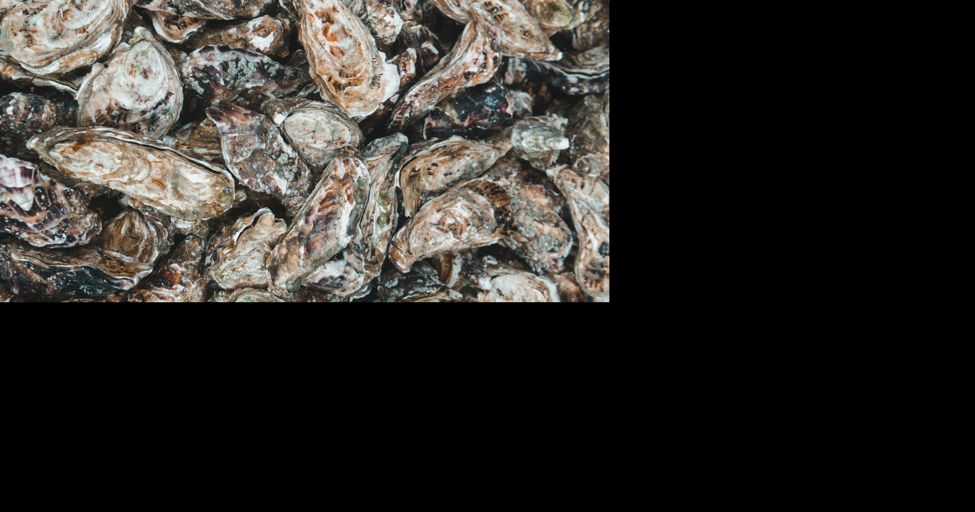 Texas shuts down oyster harvesting in Matagorda Bay