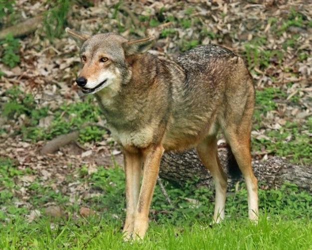 American Red Wolf