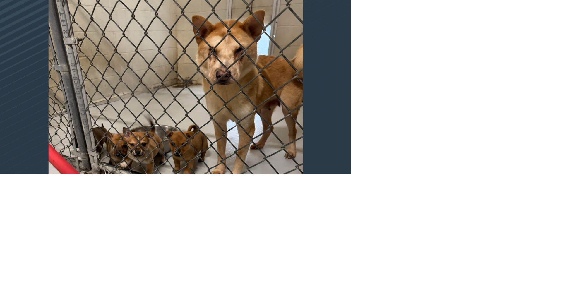 Animal services in urgent need of fosters, adoptions after taking in 25 ...