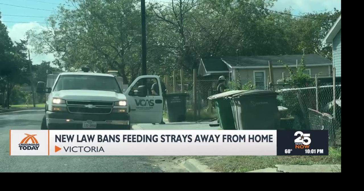 New law bans stray feeding in public spaces | Local News ...